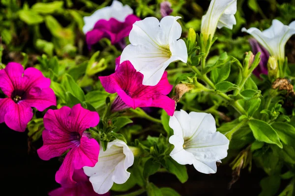 Gyönyörű Kert Petúniákkal Május Virága — Stock Fotó