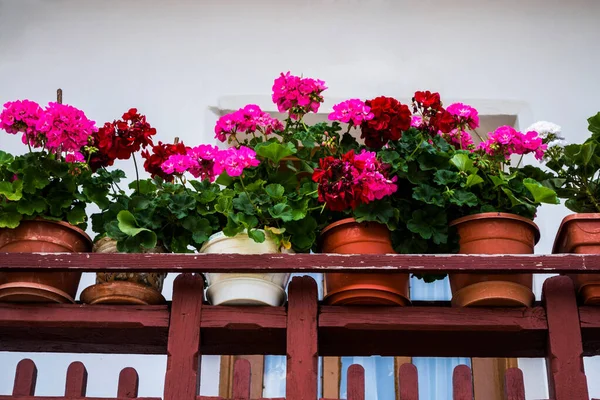 Hermosas Flores Geranio Rosado Rojo Blanco Una Maceta Sobre Fondo — Foto de Stock