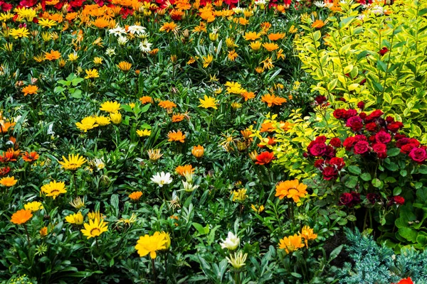 Multicolored Flower Bed Beautiful Background Garden Flowers — Stock Photo, Image