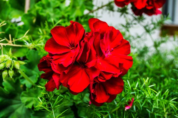 Gyönyörű Piros Muskátli Virágok Egy Edényben Zöld Háttérrel — Stock Fotó