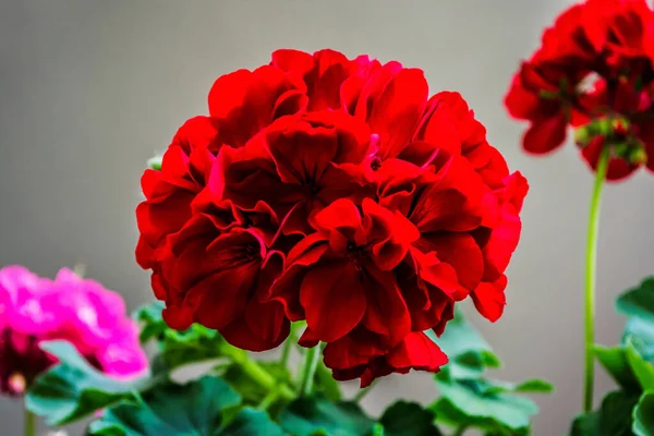 Gyönyörű Piros Muskátli Virágok Egy Edényben Zöld Háttérrel — Stock Fotó