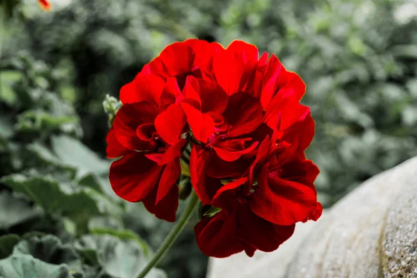 Géranium Couleur Rouge Vif Cette Plante Fleurit Printemps Automne — Photo