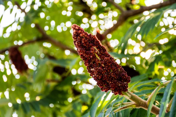 Rhus Typhina Staghorn Sumac Дерево Парку Бухарест Румунія — стокове фото