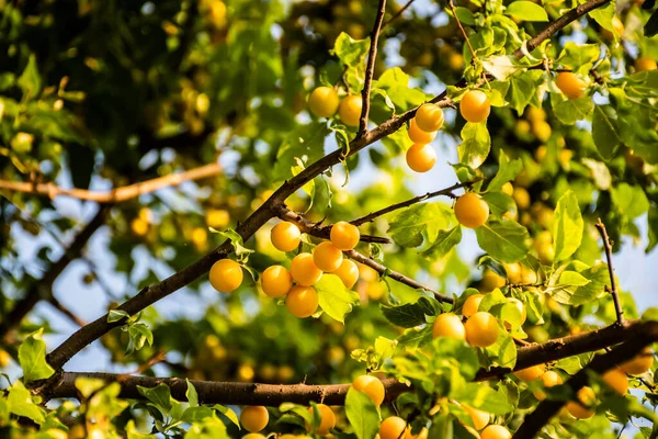 Prunus Cerasifera Conocida Por Los Nombres Comunes Ciruela Cereza Ciruela — Foto de Stock