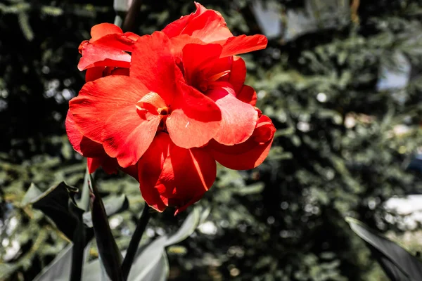 カンナやカンナユリの赤い花 — ストック写真
