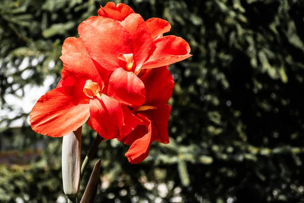 Canna Vagy Canna Liliom Vörös Virága — Stock Fotó
