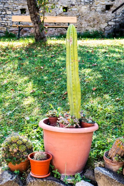 Kaktusové Rostliny Květináčích Zahradě — Stock fotografie