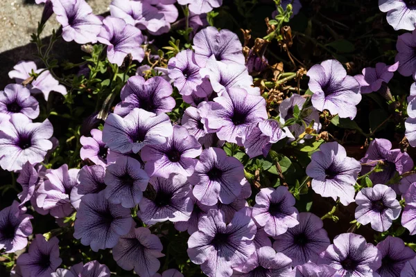 Petúnia Hibrida Virágágyás Lakberendezési Virágok — Stock Fotó
