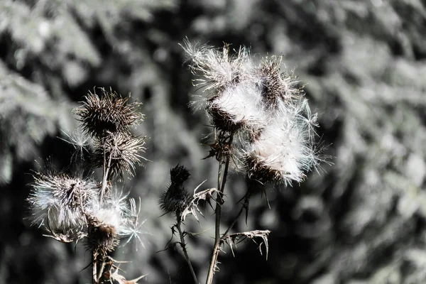 Cabeças Flor Semente Fofa Cardo Rastejante Cirsium Arvense — Fotografia de Stock