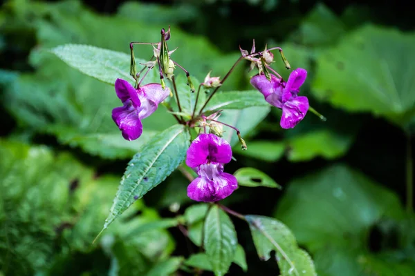 Impatiens Glandulifera Flowers Himalayan Balsam Kiss Mountain — Stock Photo, Image
