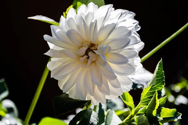 一般名庭付きダリア ピナータの白い花 Dahlia — ストック写真