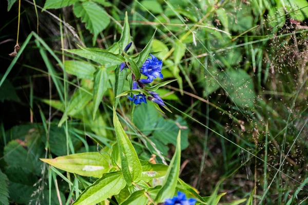 Gentiana Asclepiadea Gentiano Salgueiro Azul Flor Montanha — Fotografia de Stock
