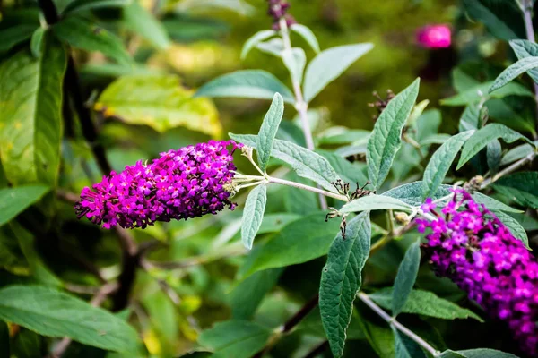 Buddleja Davidii Plante Également Appelé Lilas Été Papillon Buisson Oeil — Photo