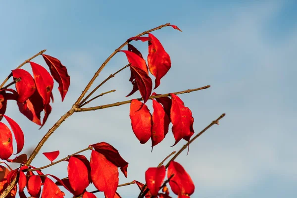 Ramas Euonymus Alatus Aisladas Cielo Azul Conocidas Como Huso Alado — Foto de Stock