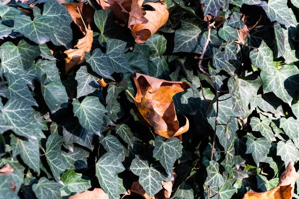 Efeu Mit Platanus Trockenen Blättern — Stockfoto