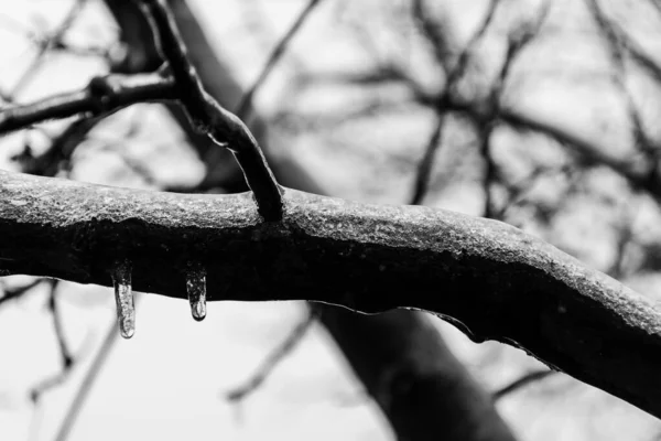 Замороженное Дерево Айвы Разряженном Фоне — стоковое фото
