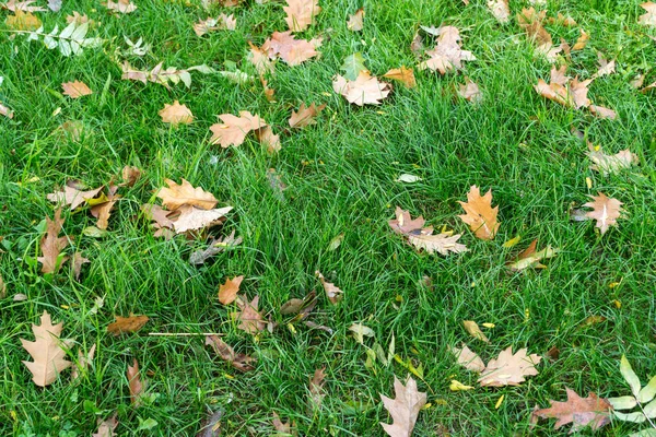 Grünes Gras Mit Herbstblättern — Stockfoto