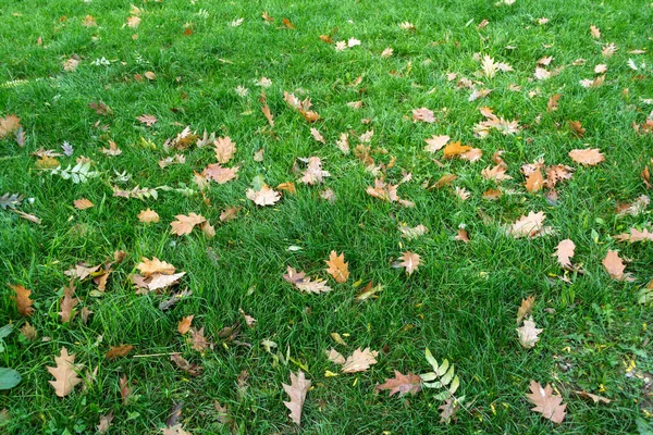 Grünes Gras Mit Herbstblättern — Stockfoto