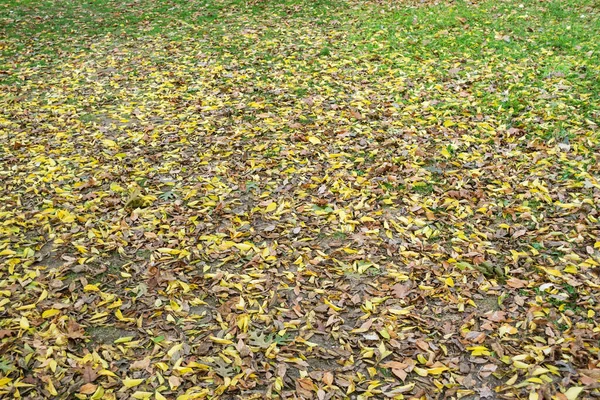 Yerdeki kuru kahverengi yapraklar, doğal sonbahar arka planı..