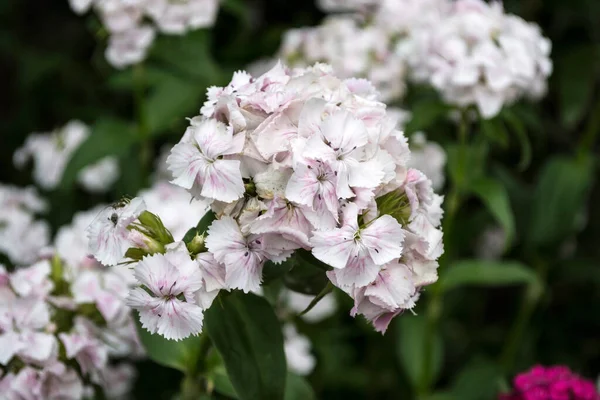 Dianthus Barbatus Květiny Nebo Sladký William Trvalý Květ — Stock fotografie