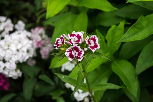 Dianthus Barbatus Blüten Oder Die Süße William Mehrjährige Blume — Stockfoto