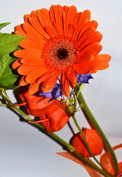 Piękny Pomarańczowy Gerbera Kwiat Białym Tle — Zdjęcie stockowe