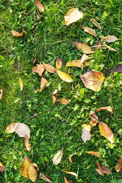 Hierba Verde Con Hojas Otoño —  Fotos de Stock