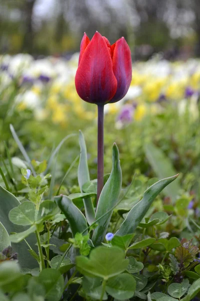 Rote Tulpe Auf Einer Grünen Wiese Zur Frühlingszeit — Stockfoto