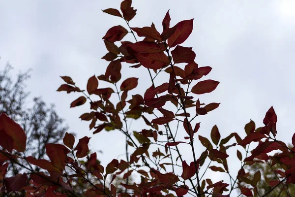 Hojas Prunus Cerasifera Árbol Conocido Por Los Nombres Comunes Ciruela —  Fotos de Stock