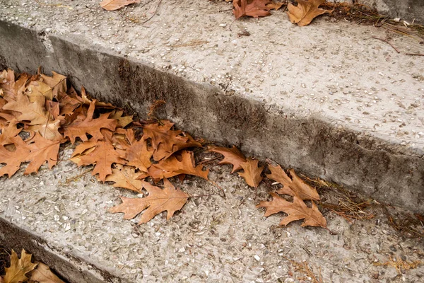 Лестница Покрыта Листьями Осенняя Листва — стоковое фото
