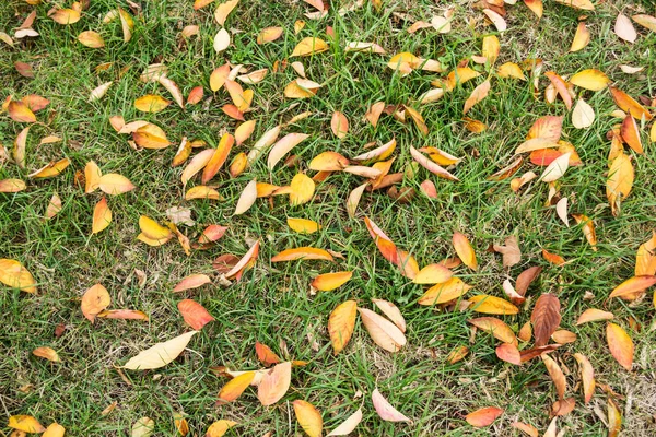 Зеленая Трава Осенними Листьями — стоковое фото