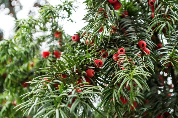 Taxus Baccata Відома Yew Декоративна Рослина — стокове фото