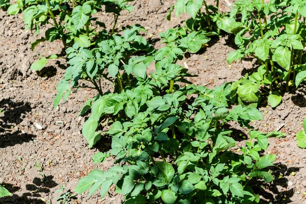 Campo Patatas Arbusto Papa Jardín —  Fotos de Stock