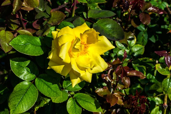 Κίτρινο Τριαντάφυλλο Που Περιβάλλεται Από Φύλλα — Φωτογραφία Αρχείου