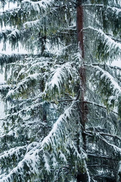 Елка Покрытая Свежим Снегом — стоковое фото