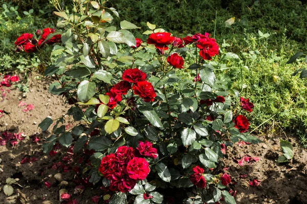 Roses Rouges Dans Jardin Pleine Floraison Fond Floral — Photo