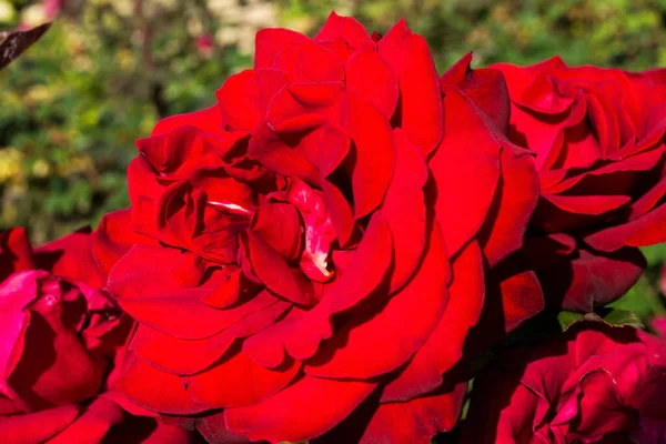 Roses Rouges Dans Jardin — Photo