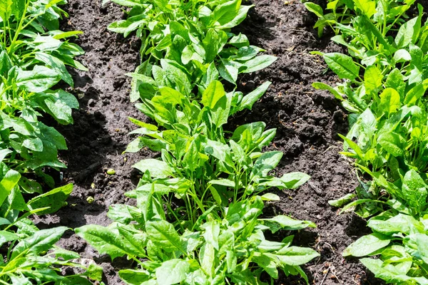 Espinacas Sanas Que Crecen Del Suelo Compost Jardín —  Fotos de Stock