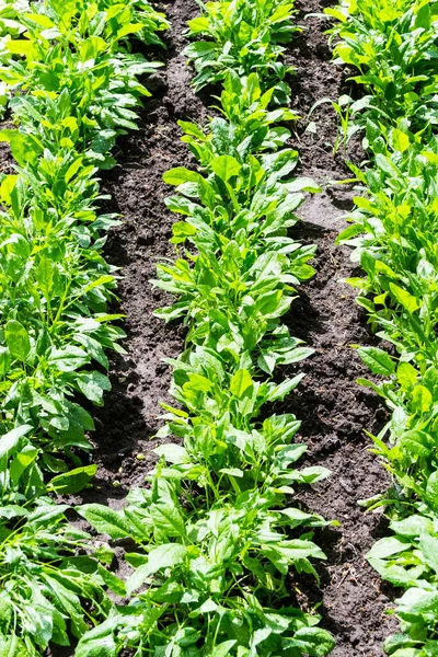 Espinacas Sanas Que Crecen Del Suelo Compost Jardín —  Fotos de Stock