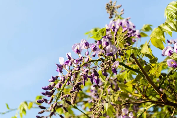 Wisteria Sinensis Blue Rain Chinese Wisteria Species Flowering Plant Pea — Stock Photo, Image