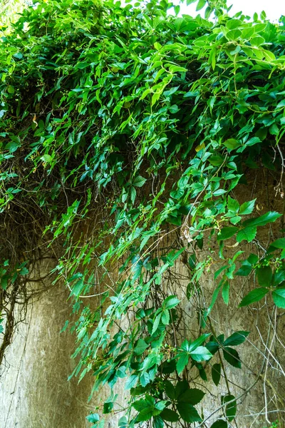 Dřevěná Stěna Zelené Břečťany Okrasné Rostliny Struktura Zelených Rostlin — Stock fotografie