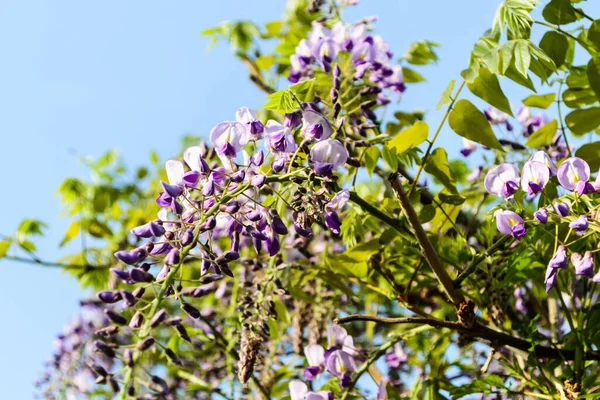 Wisteria Sinensis Blue Rain Chinese Wisteria Species Flowering Plant Pea — Stock Photo, Image