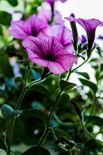 Virágok Lila Petúnia Virágok Petúnia Virágok Zöld Háttér — Stock Fotó