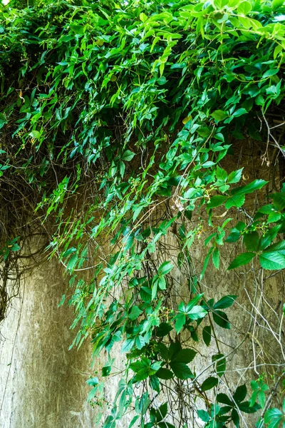 Holzwand Und Grüner Efeu Zierpflanzen Grüne Pflanzenstruktur — Stockfoto