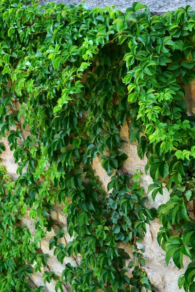 Grüner Efeu Einer Weißen Wand — Stockfoto