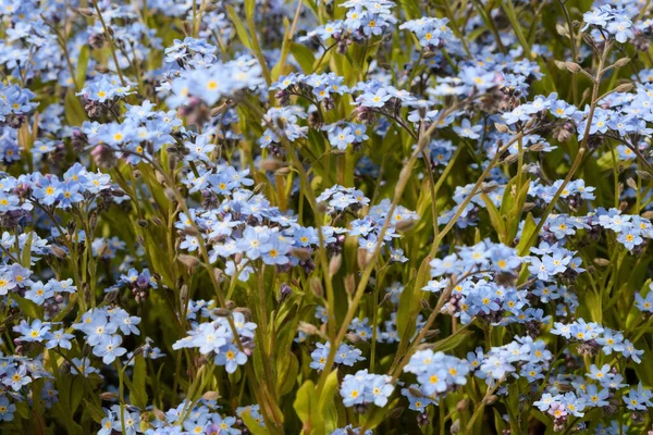 Field Myosotis Alpestris Alpine Forget Flowers — Stock Photo, Image