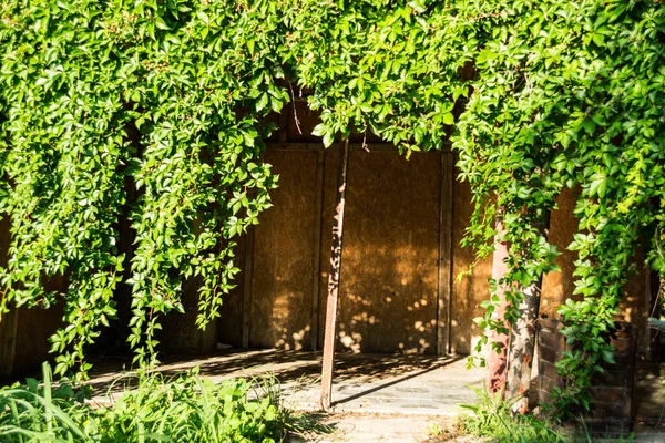 Sonnenstrahlen Einem Rustikalen Alten Holzschuppen Der Mit Efeu Bedeckt Ist — Stockfoto
