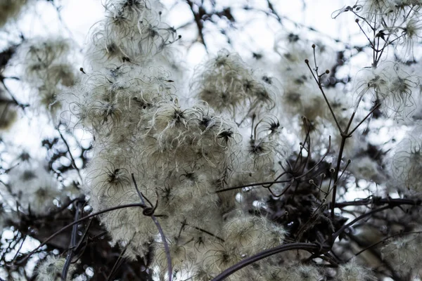 Clematis Vitalba Також Відома Борода Старого Радість Мандрівника Чагарник Родини — стокове фото