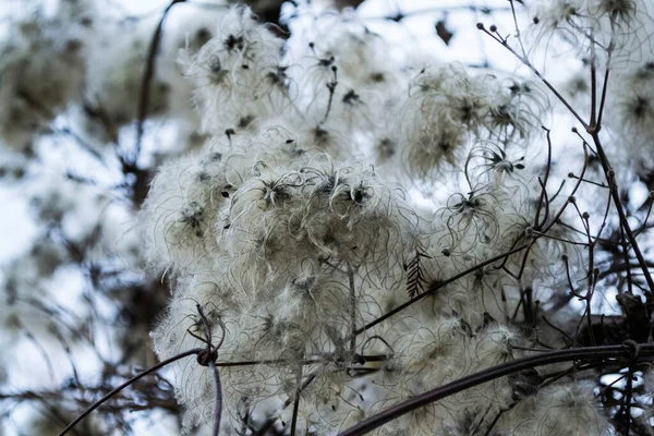 Clematis Vitalba Nota Anche Come Barba Vecchio Gioia Del Viaggiatore — Foto Stock