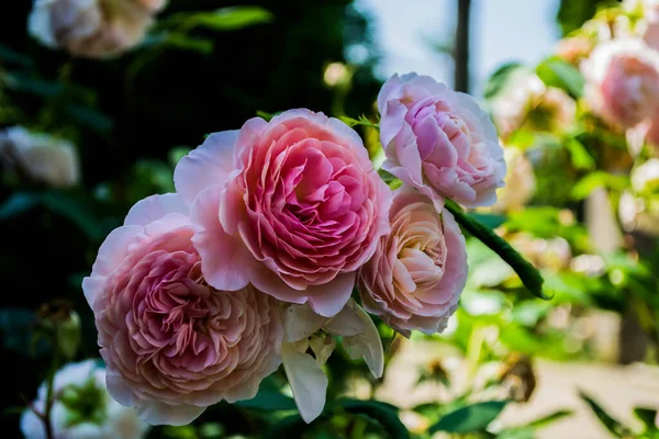 Hermosas Rosas Rosadas Ornamentales Jardín — Foto de Stock
